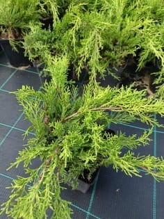 pfitzeriana aurea.jpg